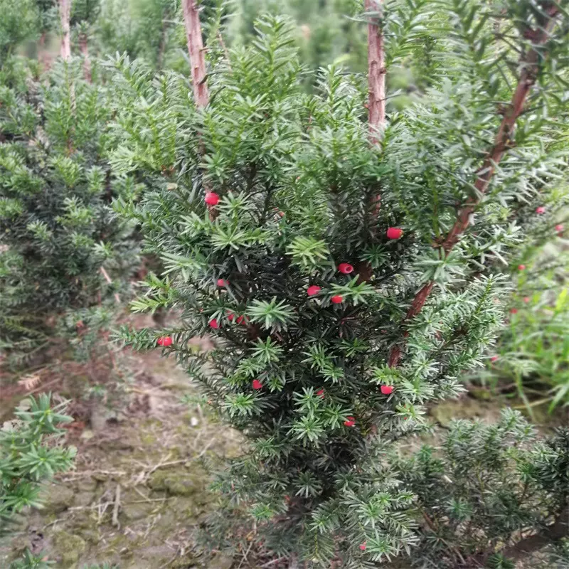 基地批发曼地亚红豆杉盆栽盆景树苗前台宾馆酒店别墅庭院小区绿植