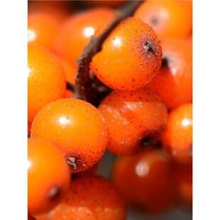 ɳ���N�Ӵ��С�� ����ɳ������N�� ɳ��������Sľ�N�ѷ��L��ɳ