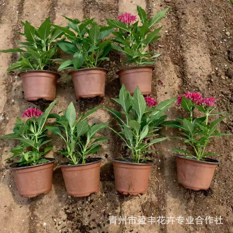 Пятизвездочный цветок в горшке, двор, балкон, цветущее растение, рассада звездных цветов с бутонами, устойчивая к солнцу и легкая в уходе, цветы для ландшафтного дизайна сада