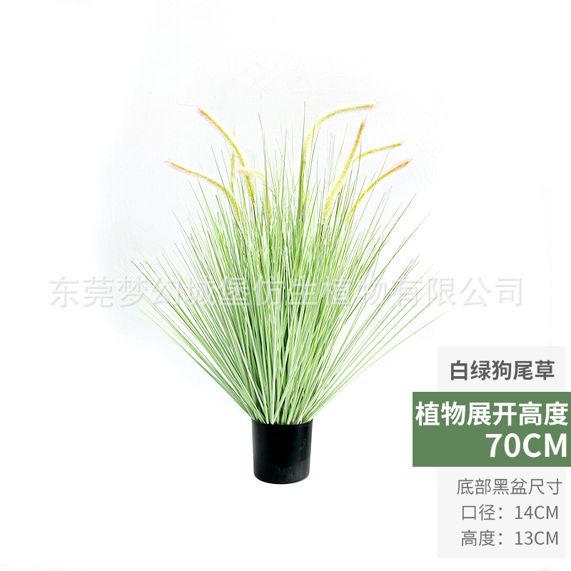 Planta en maceta de cola de perro verde blanco (70cm)