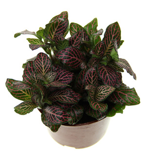 ̦�\΢���^����ֲ�� ����С���� �t��ʹ�W�y�� �tɫ�W�y�� ���l