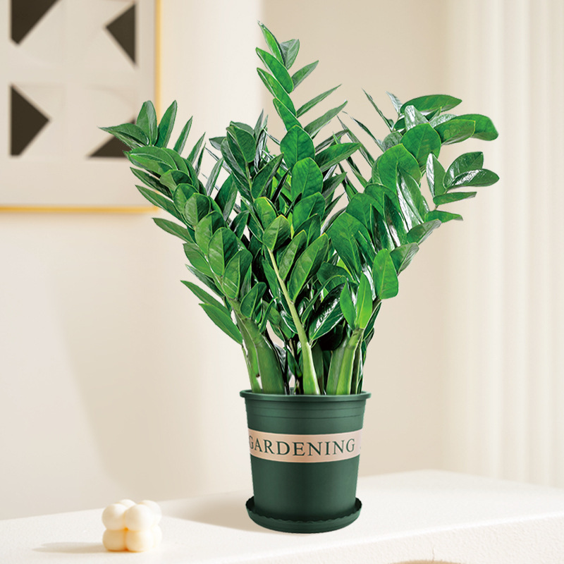 Pohon uang 60-70cm (pot galon) pupuk khusus