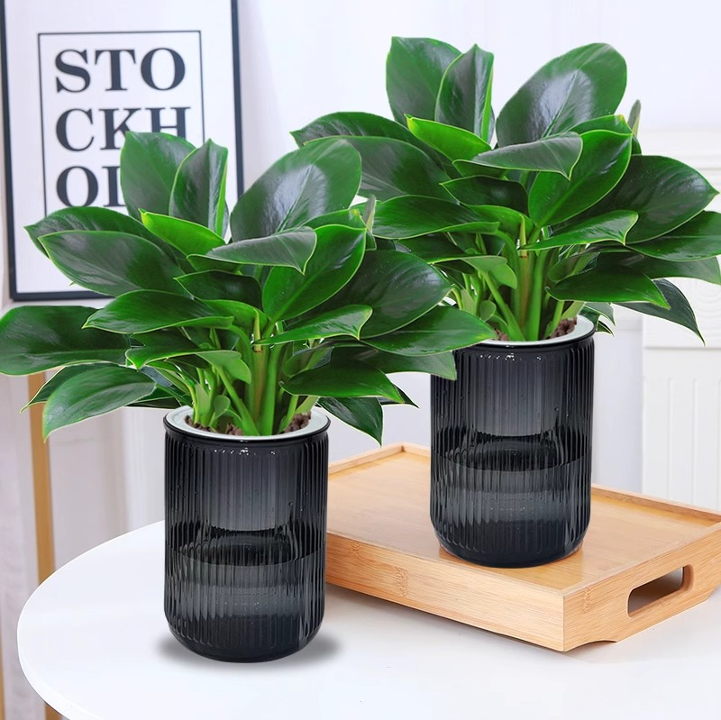 3개의 골드 다이아몬드 25-30cm + 회색 수직 패턴 흡수성 세면대 + 액체 [2개 세면대 특별 제공]