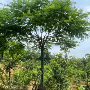 �V�|��Ʒ�P��ľ�ظ�����r�� �Ĵ��t��麾W�t���r���Nֲ��ľ���l