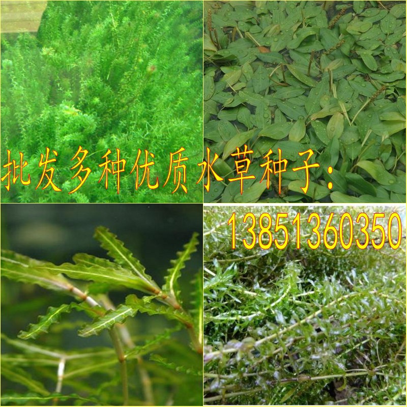 Wholesale high -quality Ileza seeds