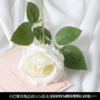 Single small Paris rose white