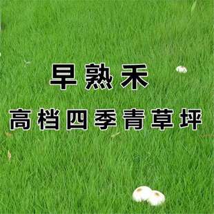 �M������̲����ļ������ͺ�ͥԺ�G���o�¹�����Ƥ���޼���ƺ�N��