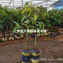 ؈ɽ����ɏ������^����޽��K����̩���ڴ���ɏ����Ʒ�N���~����