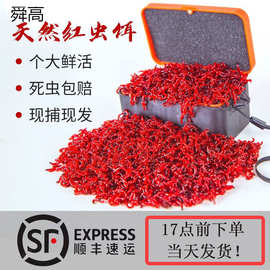 特大红虫活饵鲜活黑坑拉饵小虫蚯蚓秋冬野钓黑头公虫鲫鱼饵丝