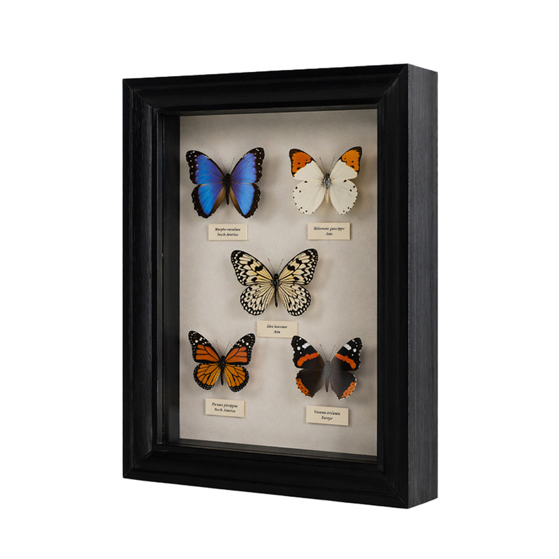 Detachable Hollow Three-Dimensional Real Glass Photo Frame, Black High-End Butterfly Specimen Frame, Square Wall-Mounted Display Frame