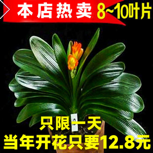 Clivia Potted Old Seedlings Are Easy to Grow in All Seasons, Succulent Florals with Buds and Green Plants, Indoor Round-Head Monk Large and Small Seedlings