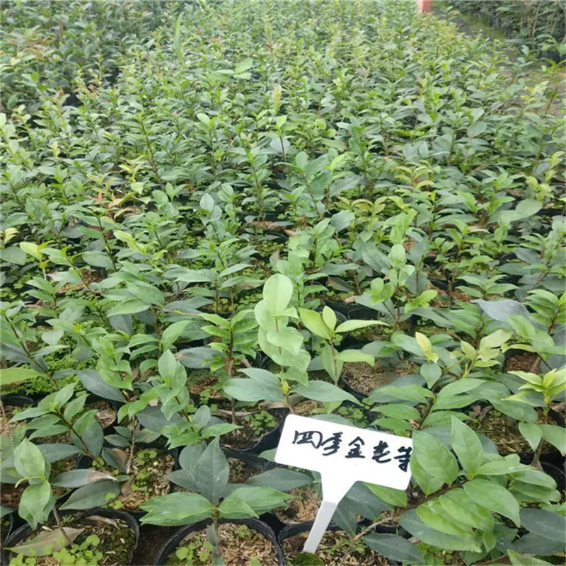 基地批发防普金花茶小树苗园林工程别墅庭院绿植金茶花风景绿化树