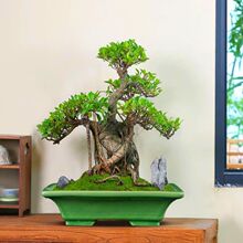 创意粗陶新款福建茶苔藓微景观植物虎须文竹长方形大口径盆景花盆