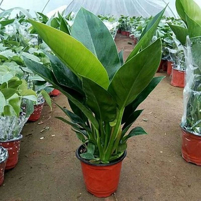 Комнатное крупнолистовое Золотое бриллиантовое растение в горшке, виноградное зеленое бархатное зеленое растение Four Seasons, вечнозеленые цветы для гостиной