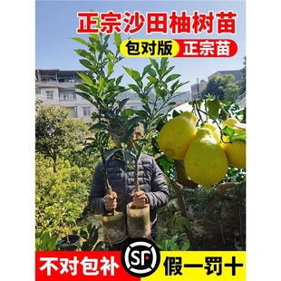���Ә���������V��ɳ���ּt������ͥԺ�ϱ����Nֲˮ���ͺ�����