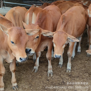 ���l���������Sţ��ţ�����ʼ���ţСţ�ٻ�ţɽ�^�Bֳţ�г���ţ