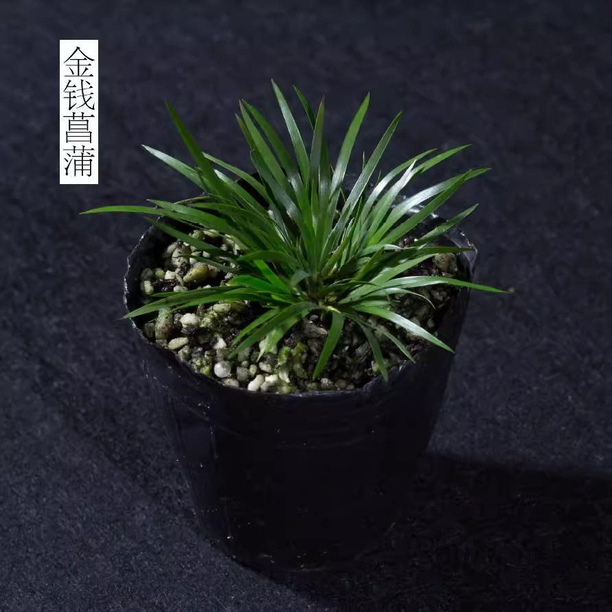 Dinero Acorus acorus bonsai pequeña maceta de oficina decoración de mesa de té modelado Zen迷 interior micro paisaje flor verde