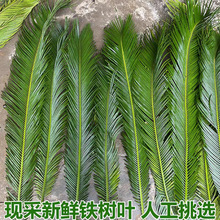 新鲜铁树叶现剪现发凤尾蕉叶朱蕉叶铁树叶子苏铁叶现摘现发布料
