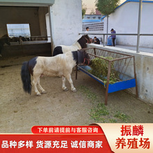 出售公园儿童骑乘矮马纯血马种马改良马 个人骑乘景区游客马