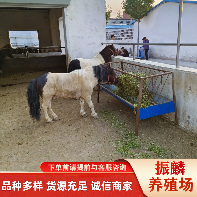 出售公园儿童骑乘矮马纯血马种马改良马 个人骑乘景区游客马