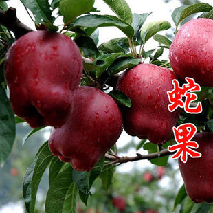 �޽Ӽt��ʿ�O���������Ե��԰���ͥԺ�O�����ϱ����N���䮔��Y��