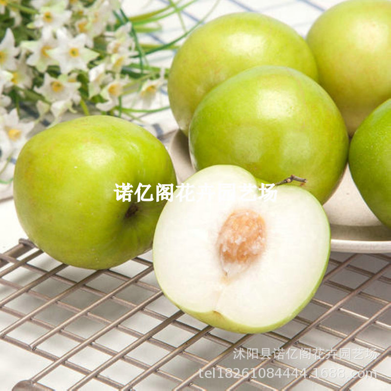 嫁接枣子苗 苹果枣树苗 台湾大青枣树苗牛奶枣苗南方北方种植果树