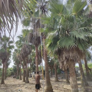 2412 Seedling Nursery Supplies Large De-Stemmed 8- 10m Tall Old Sunflower Washington Sunflower Palm Tree Tropical Landscape