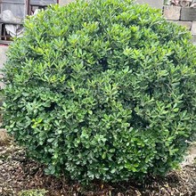 ���ش������l��ͩ��P80-300CM��ϵ���@�־G���ɻ��ʸ�