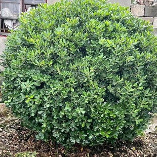 ���ش������l��ͩ��P80-300CM��ϵ���@�־G���ɻ��ʸ�