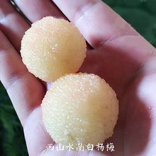 ��÷���� ����Ͱח�÷--ˮ����÷��(��ɳ��÷)������ľ����Y��