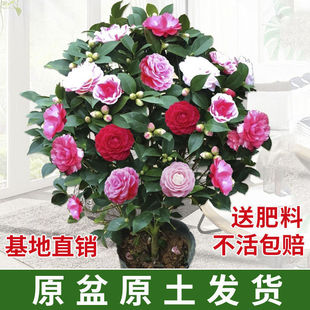 һ�����l�軨��ɽ�軨�����ɫ�軨�������ľGֲ��������õ�廨��