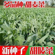 花芽甜麦菜种子南方四季野生苦荬菜种籽高产阳台盆栽农家蔬菜种孑