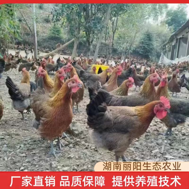 黑瑶鸡母苗孵化场供应出壳小脚鸡苗脱温鸡仔另有黄麻鸡黑鸡三黄鸡