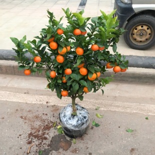 Sugar Orange Saplings, Potted Plants in the South and North, Orange Saplings, Citrus Fruit Tree Seedlings, Grafted Sugar Oranges