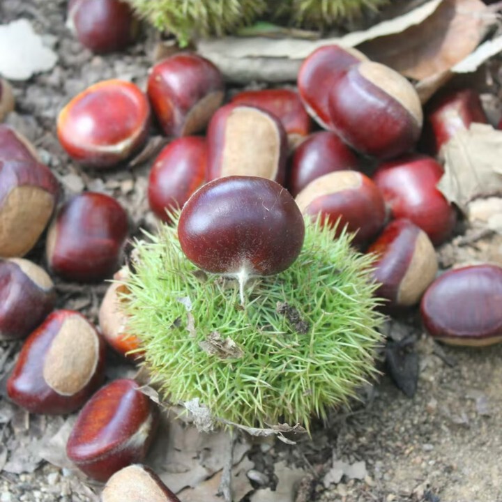 Yunnan freshly harvested chestnuts, thornless chestnuts, chestnut seeds from old trees in the high mountains, whole box free shipping, wholesale and dropshipping available Yunnan freshly harvested chestnuts, thornless chestnuts, chestnut seeds from old trees in the high mountains, whole box free shipping, wholesale and dropshipping available