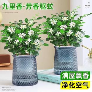 Jiumu Xiang Potted Green Plant Indoor Fragrance Mosquito Repellent Blooms All Seasons Single Stem Old Stump with Flower Buds Hydroponic Jasmine Flower
