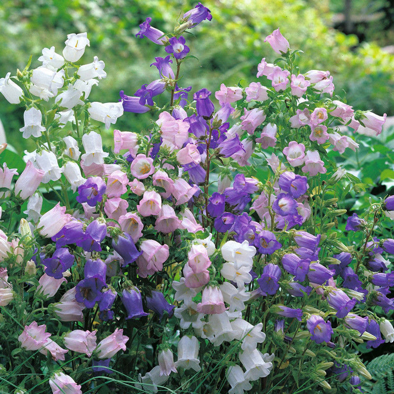 Semillas de flores, semillas de flores.