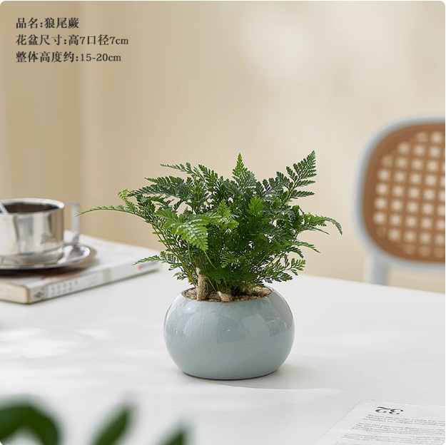 Salón de estar, escritorio de estudio, plantas verdes, resistencia al frío, resistencia a la sombra, fácil mantenimiento de hoja perenne.