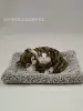 Mother and son, grass raccoon cat squat + gray plush pad