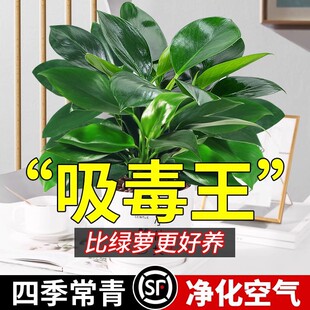 �������ֲ���K����k���҃ȑ��˺��B���ˮ����~�Gֲ����ֲ��