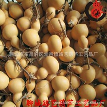 厂家直销天然手捻葫芦 文玩把玩精品小葫芦 美国葫芦工艺品批发