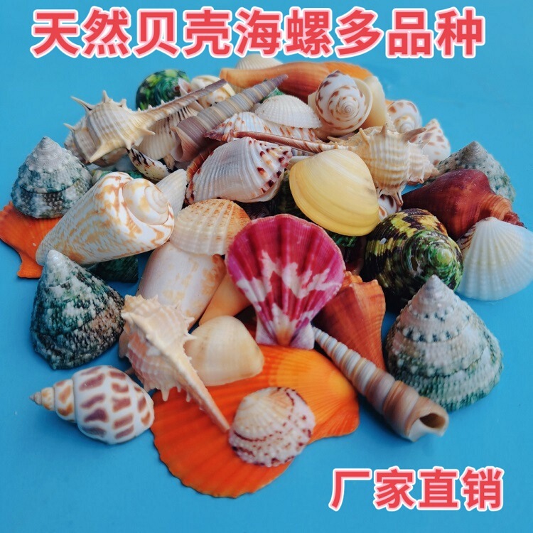 natural conch shell starfish aquarium landscaping micro landscape drift bottle accessories diy handmade materials