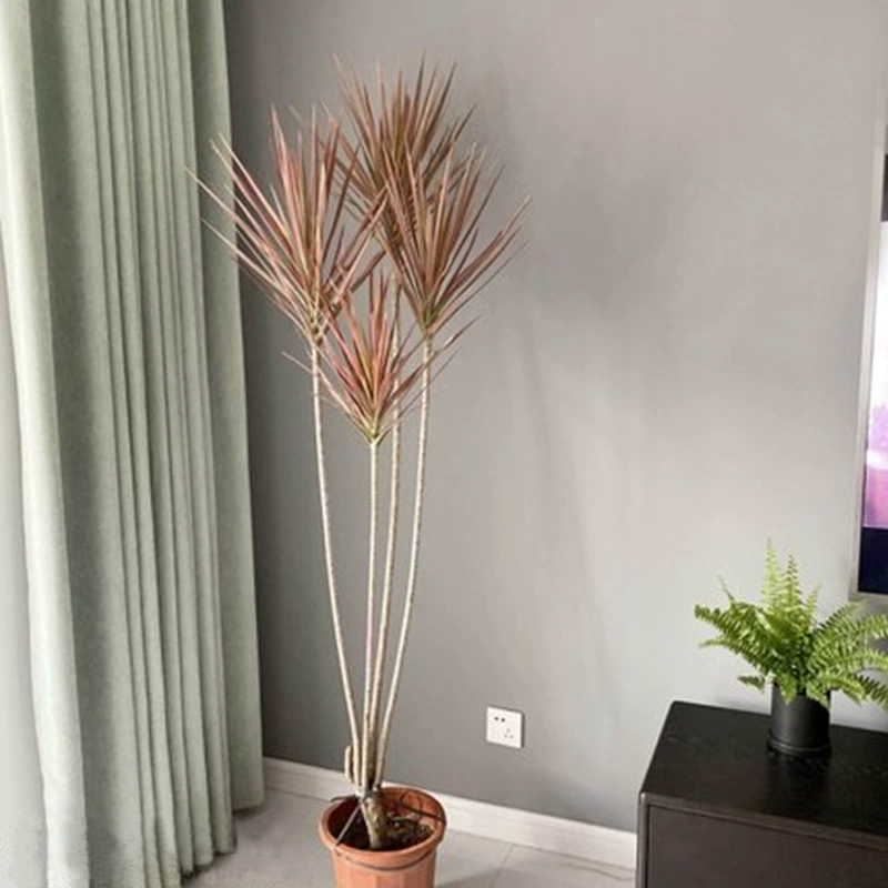 Красочное железное дерево тысячелетия, комнатное растение в горшке, трехцветное дерево крови дракона, гостиная, комнатное растение, поглощение формальдегида и очистка воздуха, зеленое растение