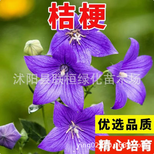 �۹��N������ș���ļ��Nֲ�����̲˷N�Ѹʲ�ș��ʳ�ÿ羳�������b