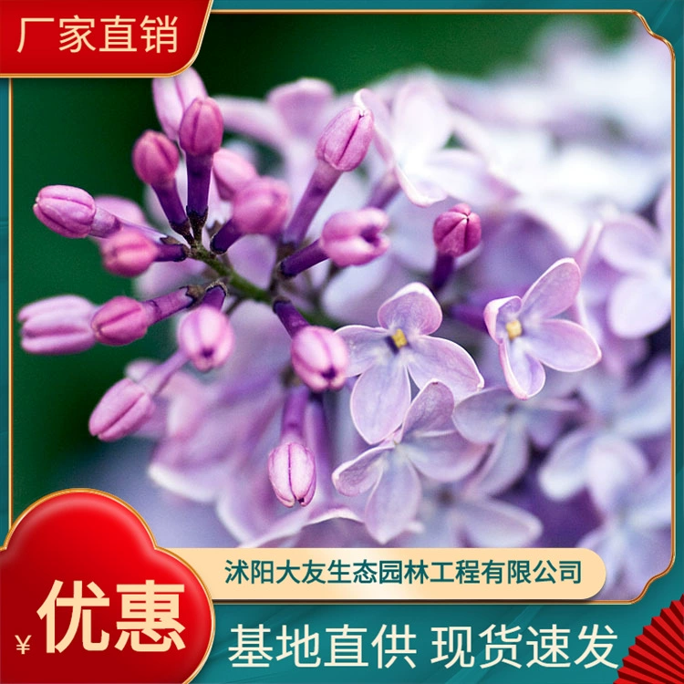 Поставка каждого красного растения рассады базы прямых продаж вечнозеленый кустарник сирени