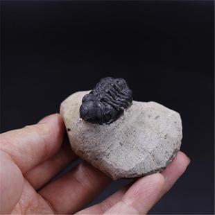 ���������~�x��ʯ�V�ﾧ�w�˱���Ȼԭʯ��ʯ�̌W�ղ�