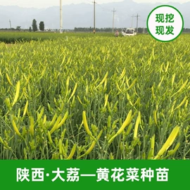其他干货;野生菜类