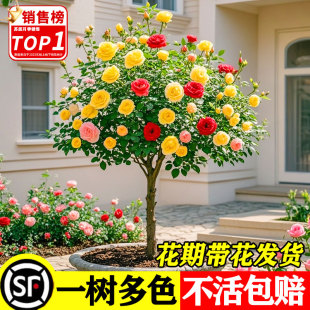 Lollipop Tree Stump Rose Flower Seedlings Extra Large Flower Flower Plant Courtyard Four-Season Rose with Flower Tree-Shaped Rose