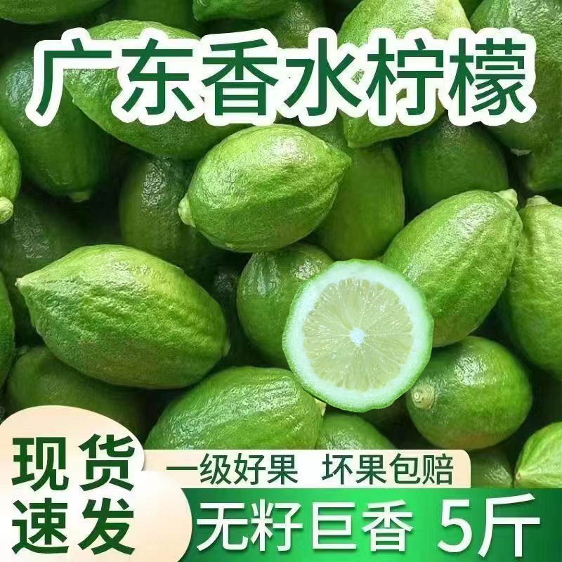 Fresh Lemons from Guangdong, Premium Grade, Fragrant Type, Hand-Picked for Use in Lemon Tea and Milk Tea Shops Fresh Lemons from Guangdong, Premium Grade, Fragrant Type, Hand-Picked for Use in Lemon Tea and Milk Tea Shops