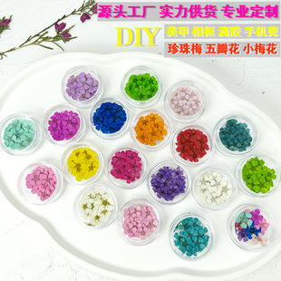 Pearl plum five-petal flower plum flower embossed plant specimen DIY handmade nail art glue mobile phone case photo frame material